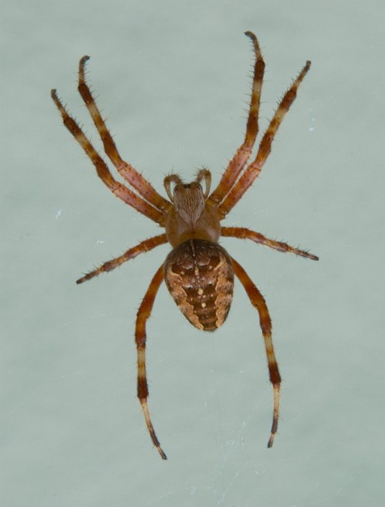 Cross Spider