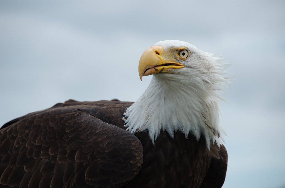 Sequoia the bald eagle