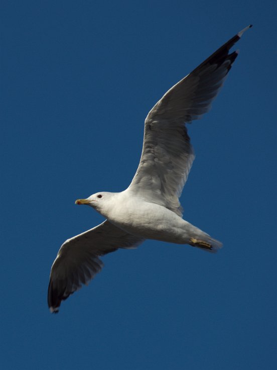 Seagull on the wing