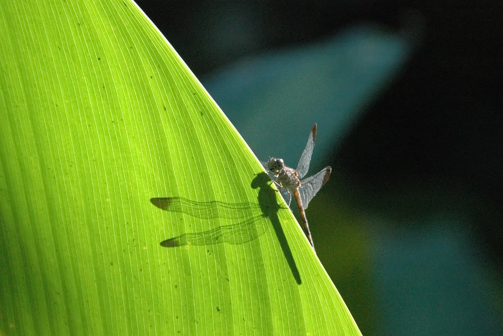 Dragonfly