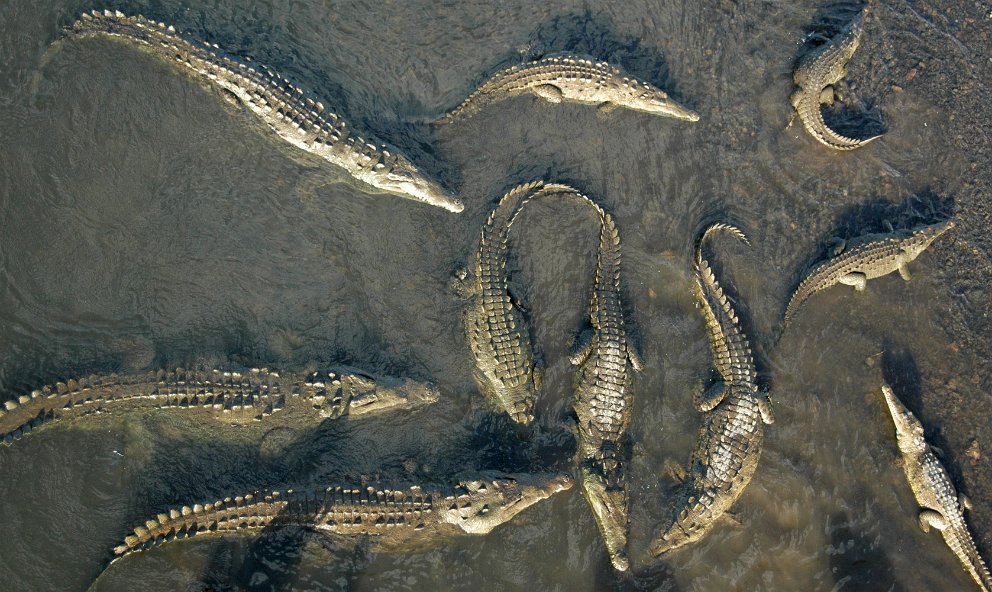 Crocodile Feast