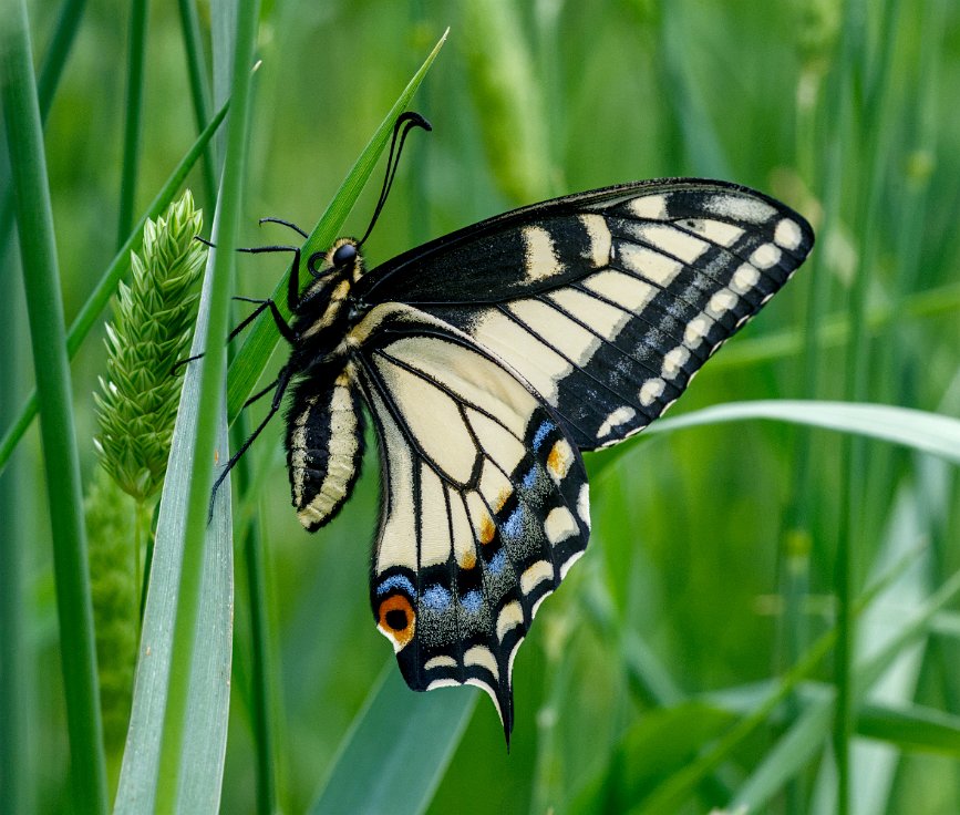 Tiger Swallowtail