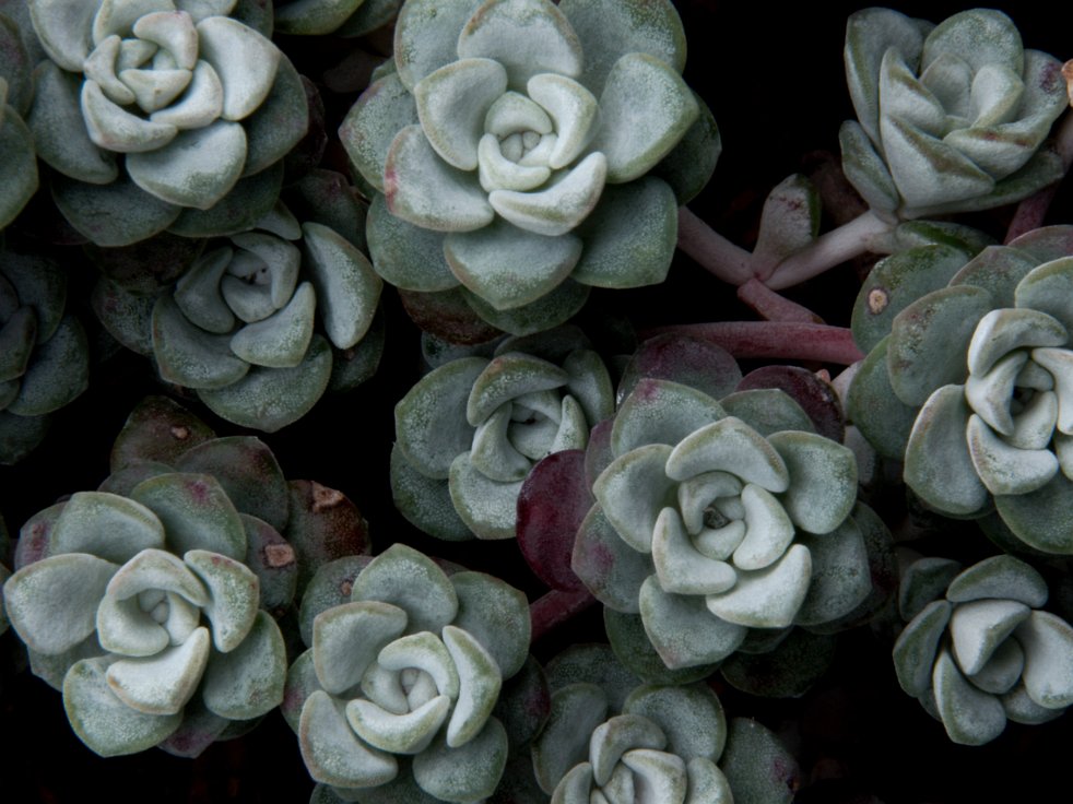 Succulent plant