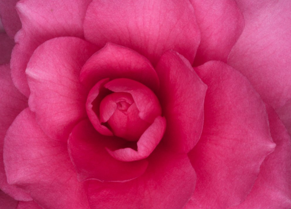 Pink camellia
