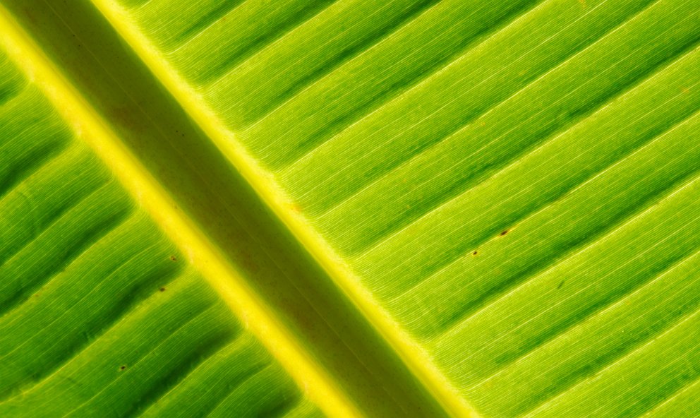 Banana Leaf