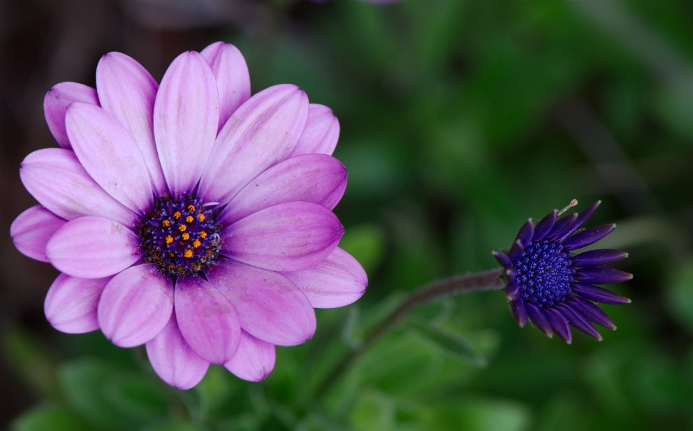 Daisies