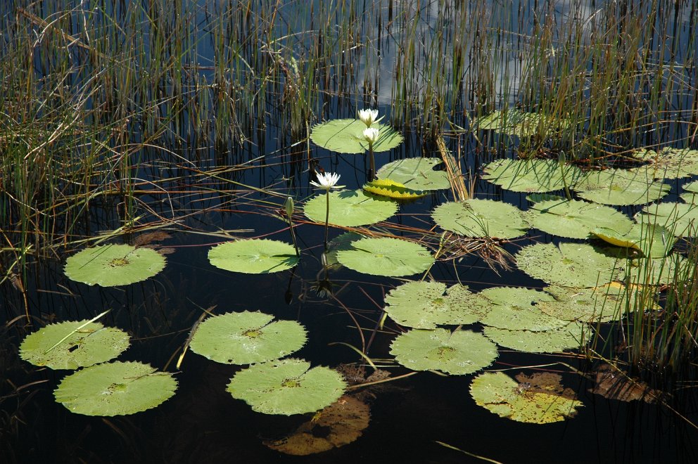 Water lilies