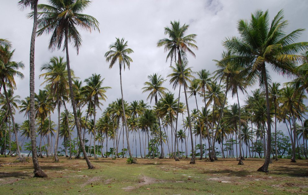 Morere, Ilha de Boipeba