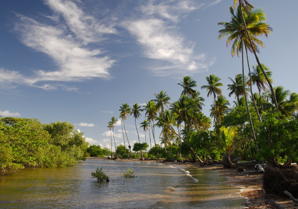 Manglar