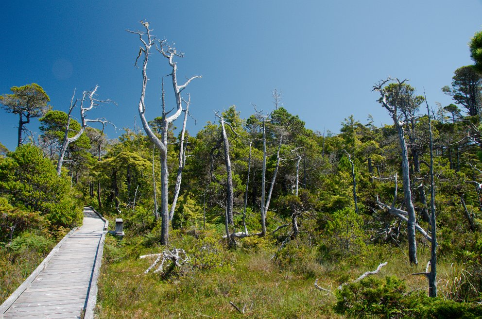 Shorepine Bog trail