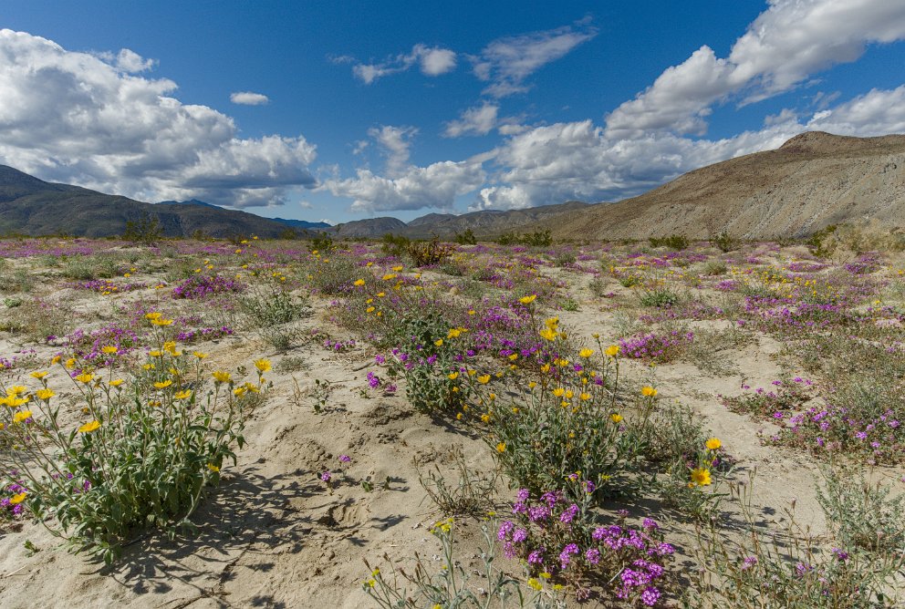 Ocotillo Flats at Anza-Borrego