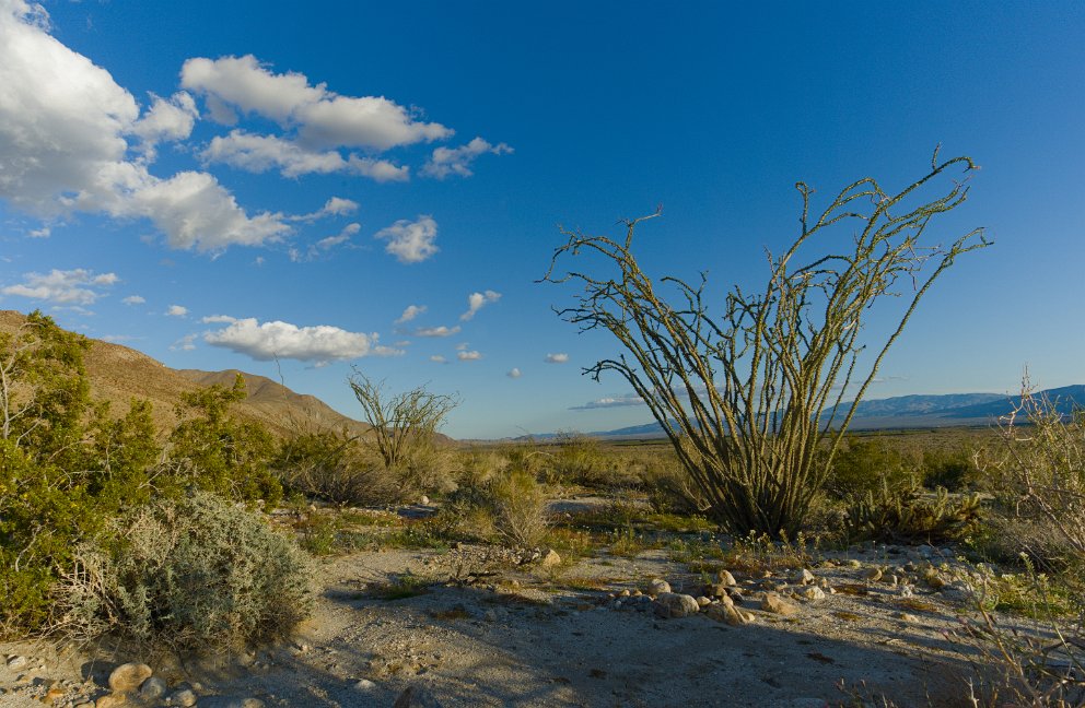 Ocotillo Flats at Anza-Borrego