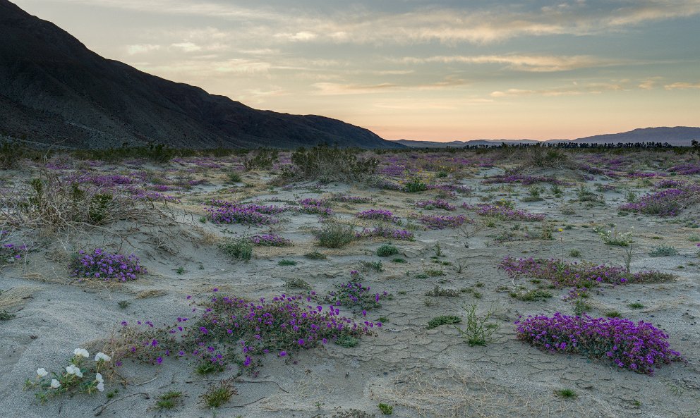 Flower fields at Anza-Borrego