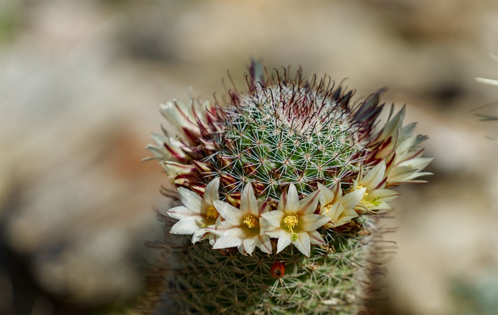 Cactus Garden at Anza-Borrego