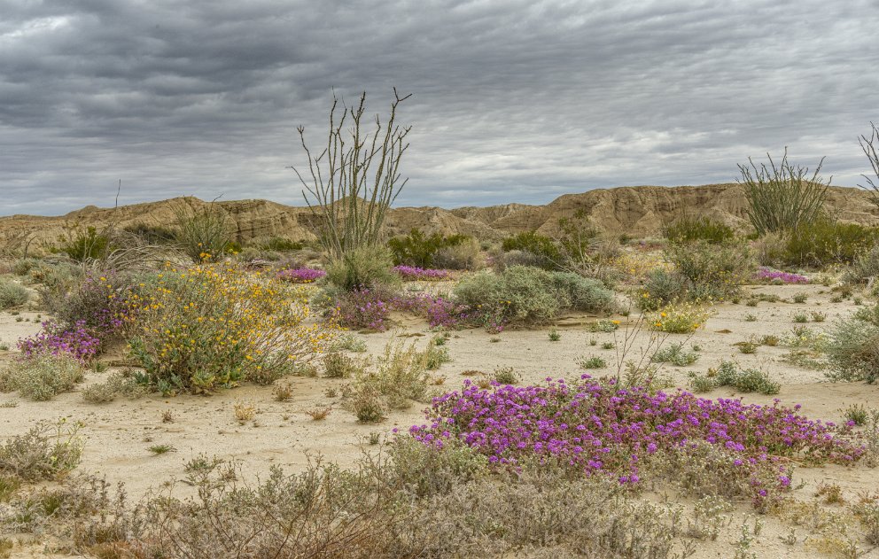 Palm Springs at Anza-Borrego