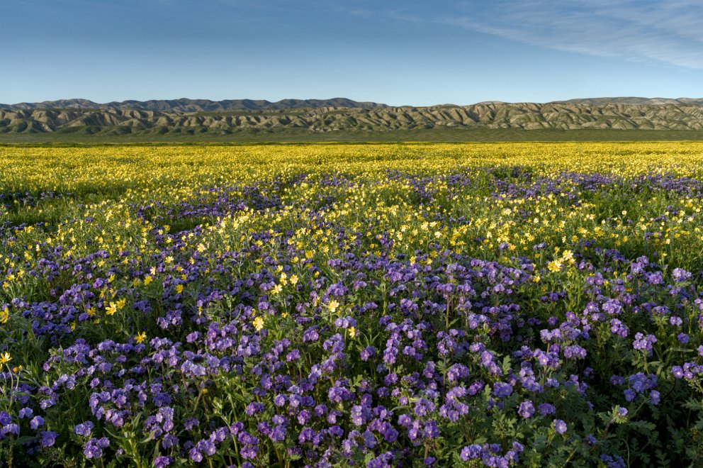 Gold fields and Phacelias at Carrizo Plain