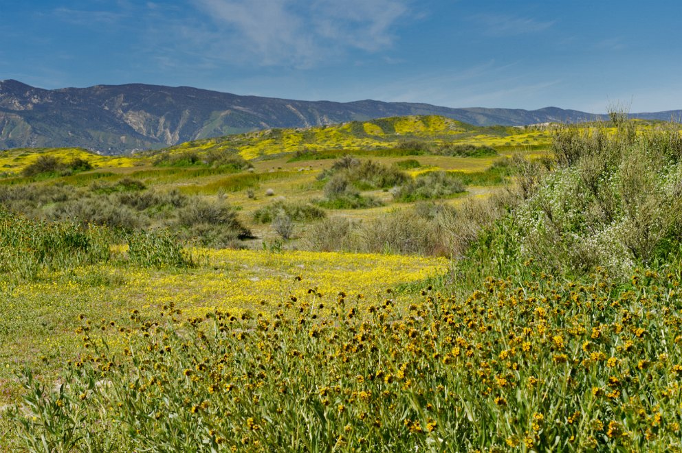 Carrizo Plain