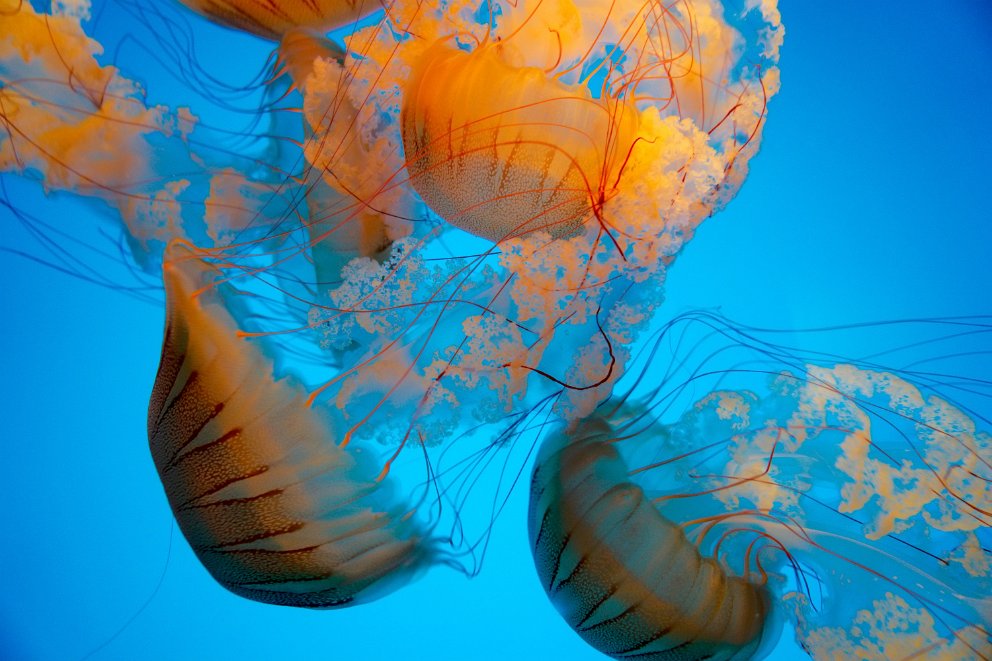 Jellies