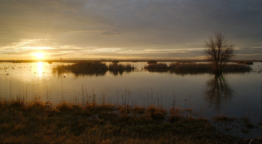 Yolo Bypass