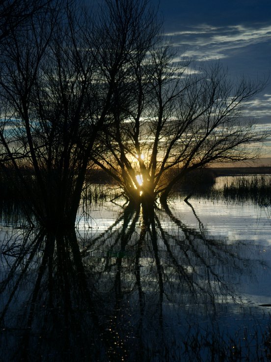 Yolo Bypass