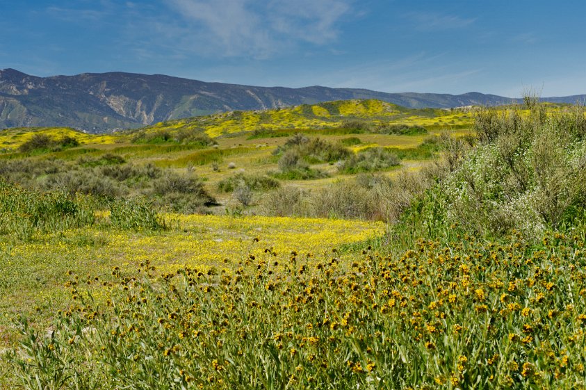 Carrizo Plain