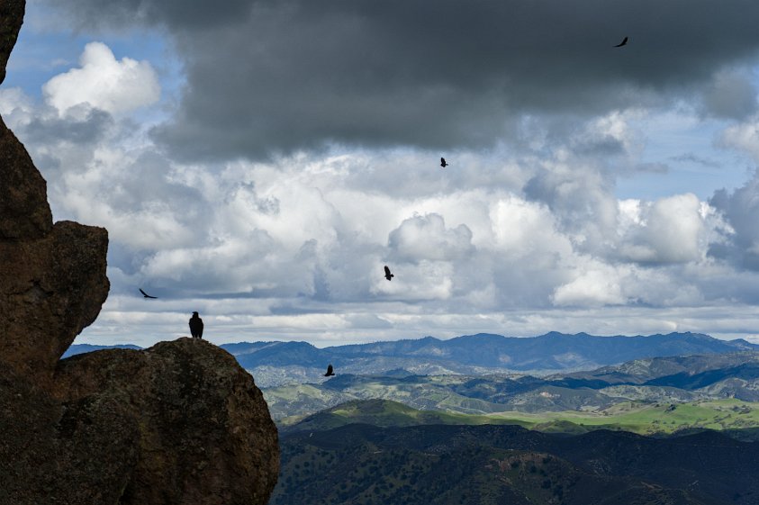 Juvenile California Condor