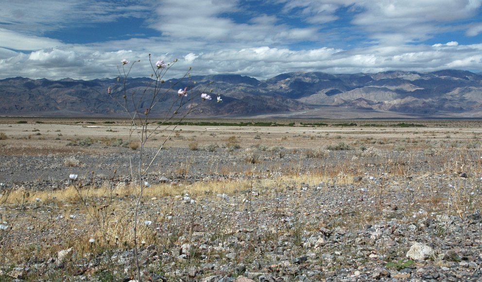 Some life in Death Valley