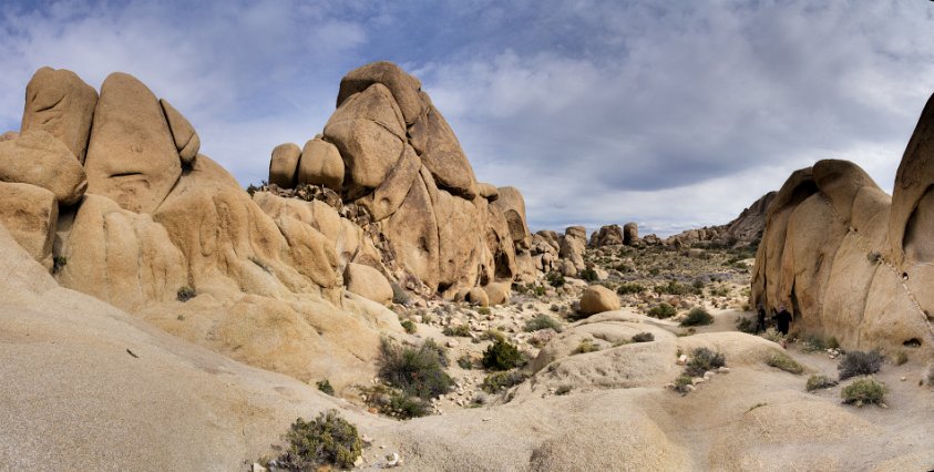 Discovery Trail at Joshua Tree