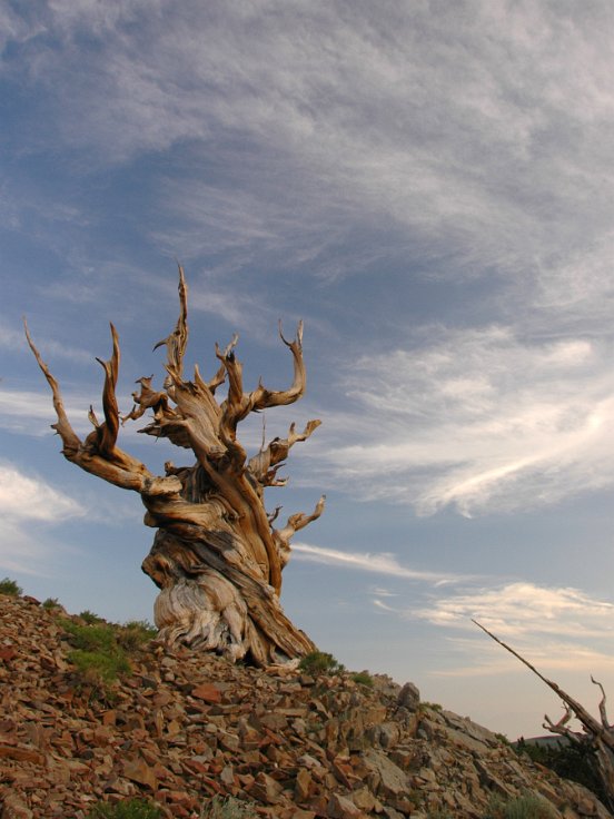 Bristlecone pine