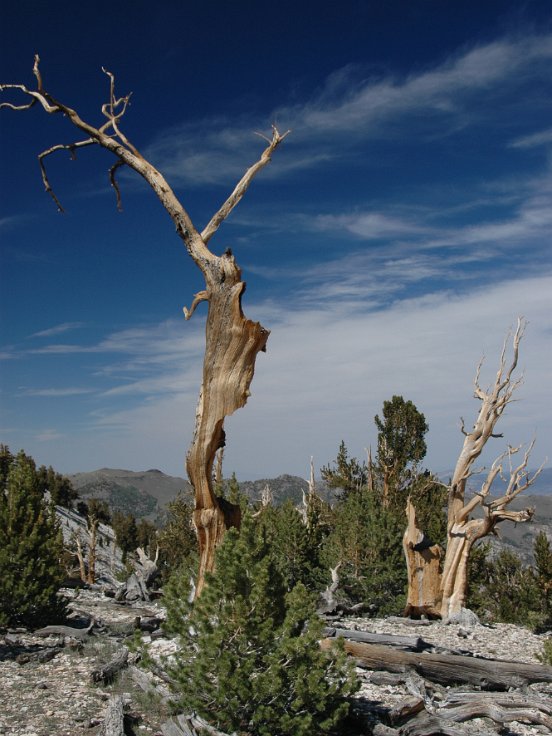 Bristlecone pine