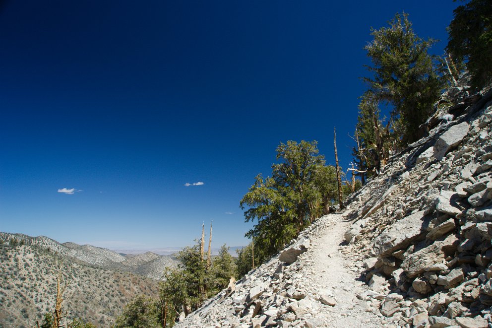 Methuselah Grove trail