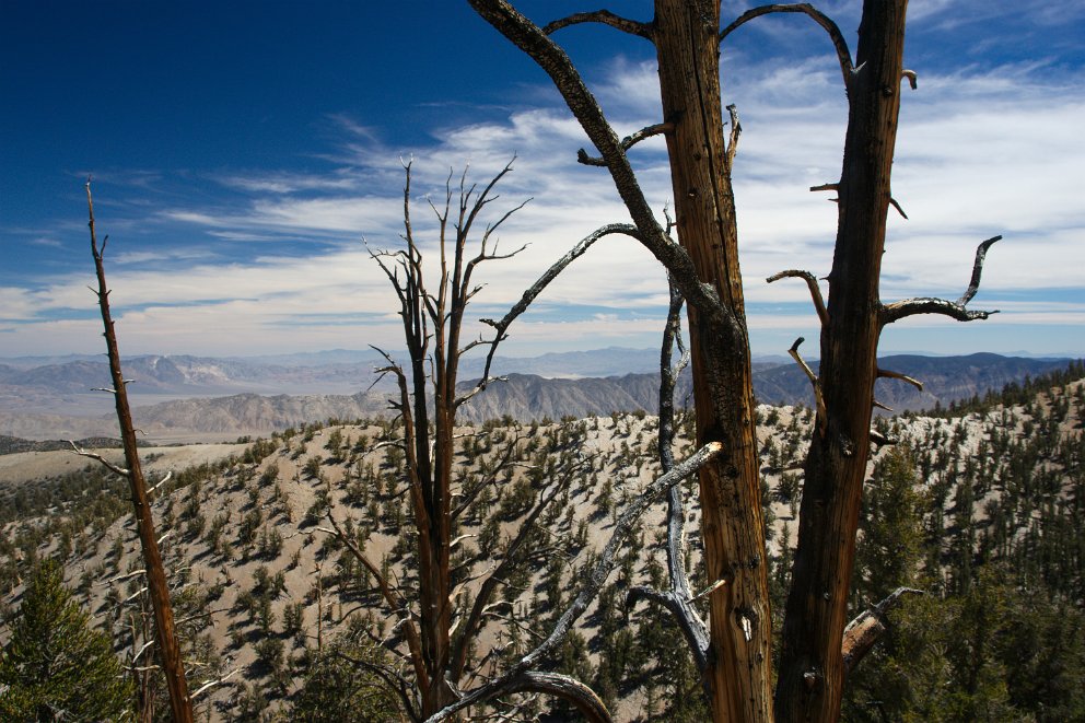 Methuselah Grove trail