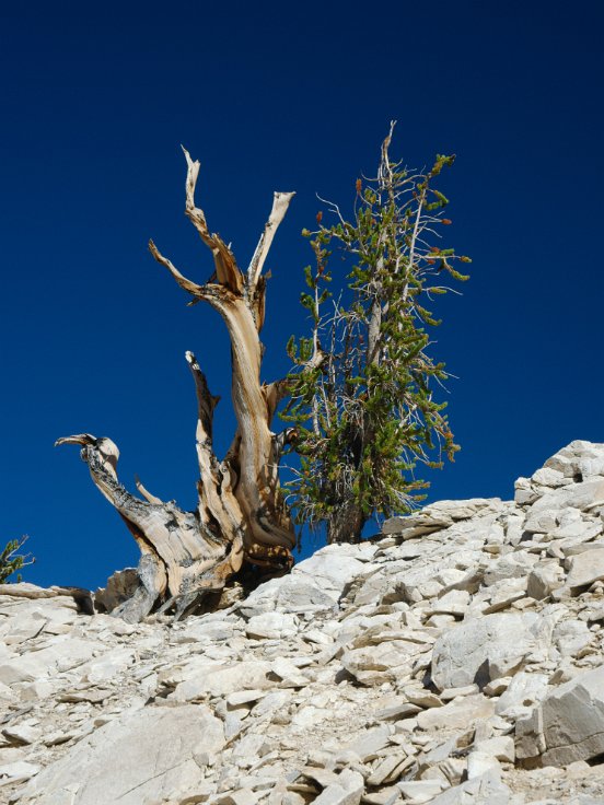 Bristlecone Pine