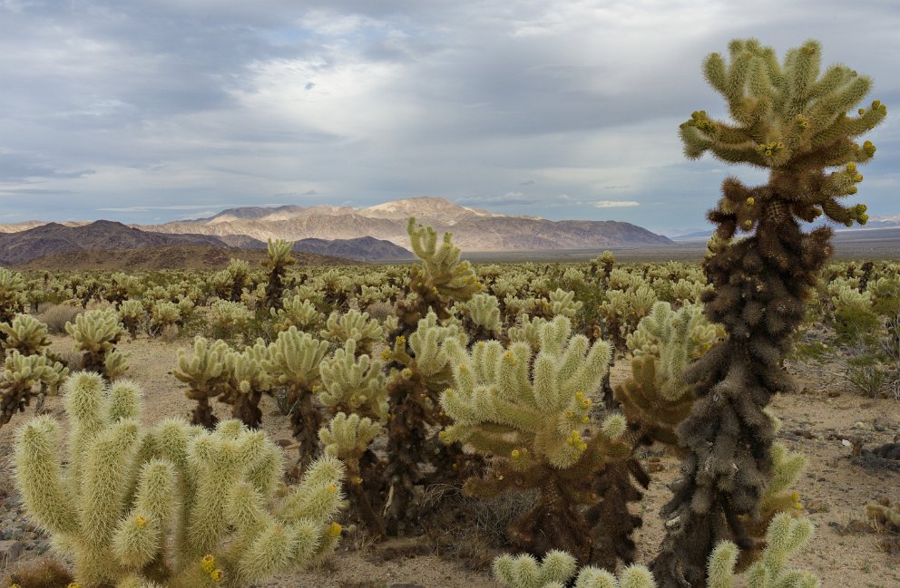 Cholla Garden at Joshua Tree