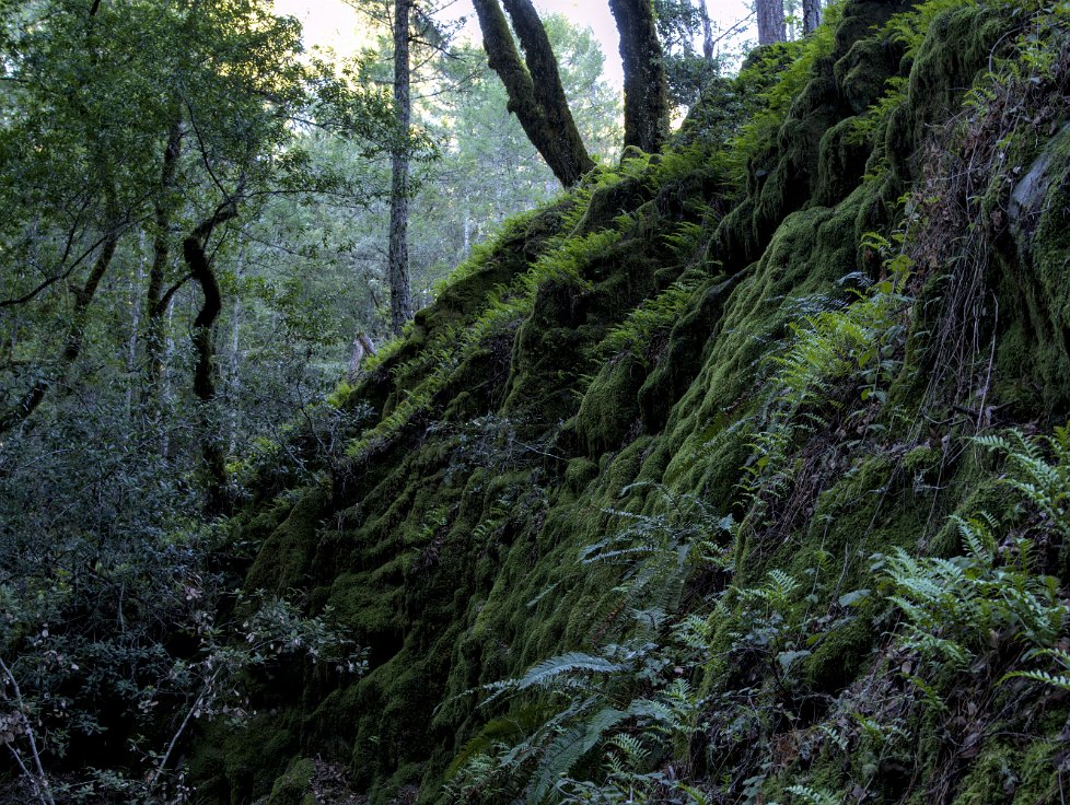 Cataract Trail, Marin County