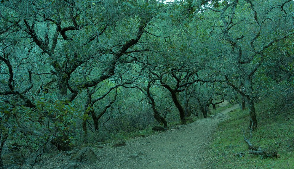 Trail near Novato