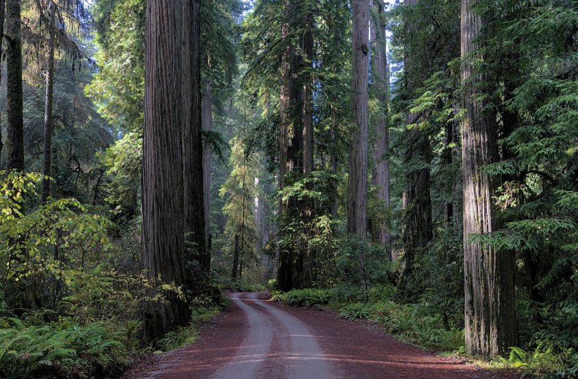 Jedediah Smith State Park