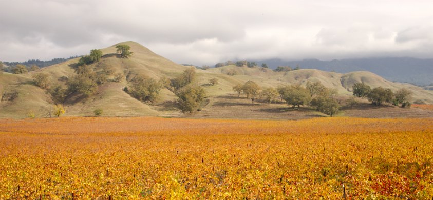 Fall in the wine country