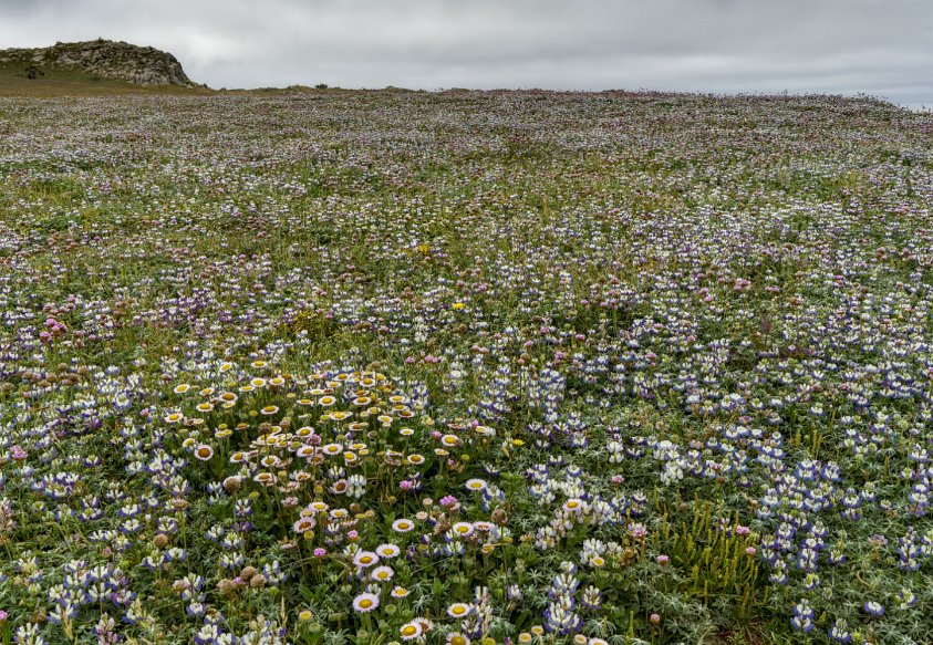 Salt Point State Park