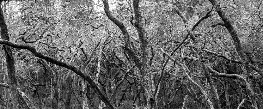 Bothe-Napa Valley State Park