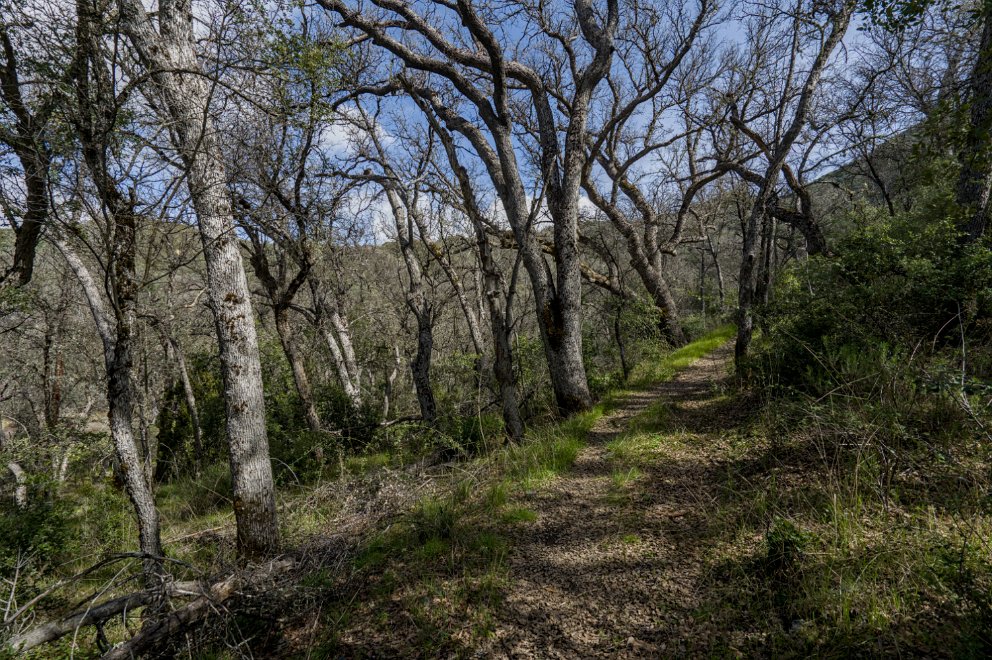 Laguna Trail