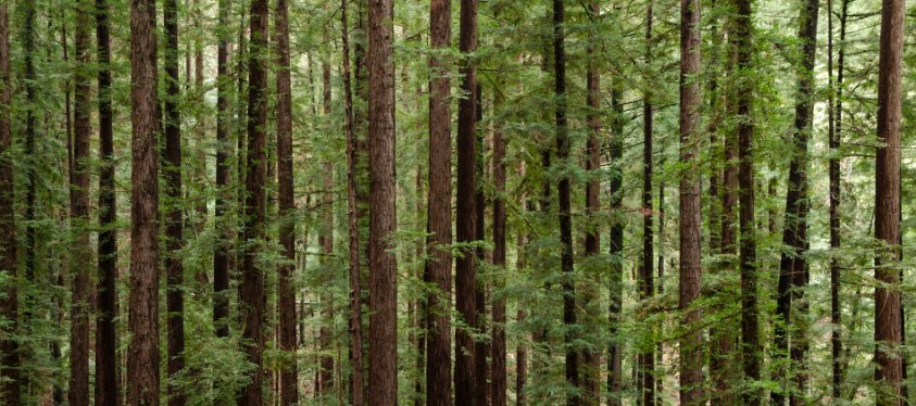 Spectral pattern of redwood