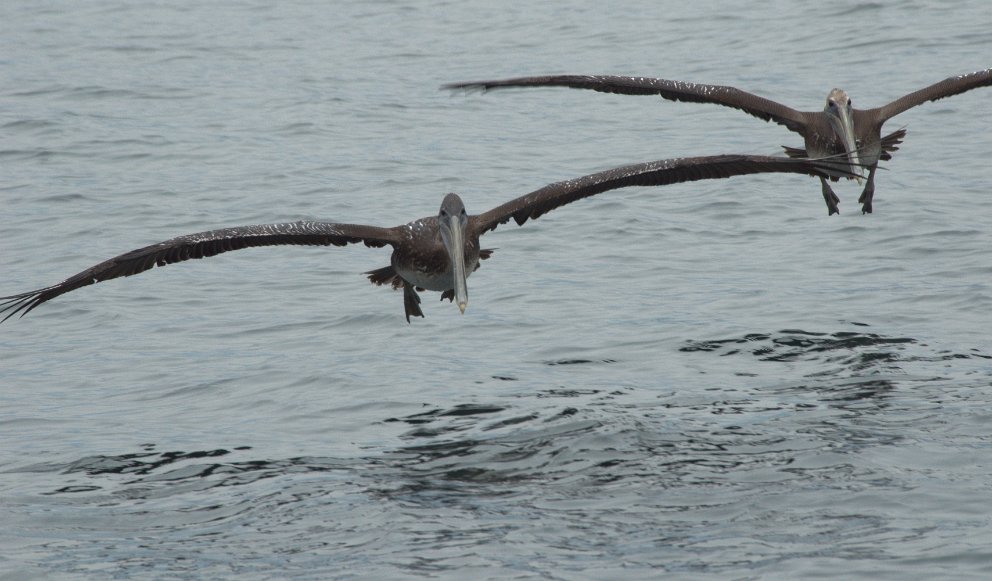 Pelicans in flight