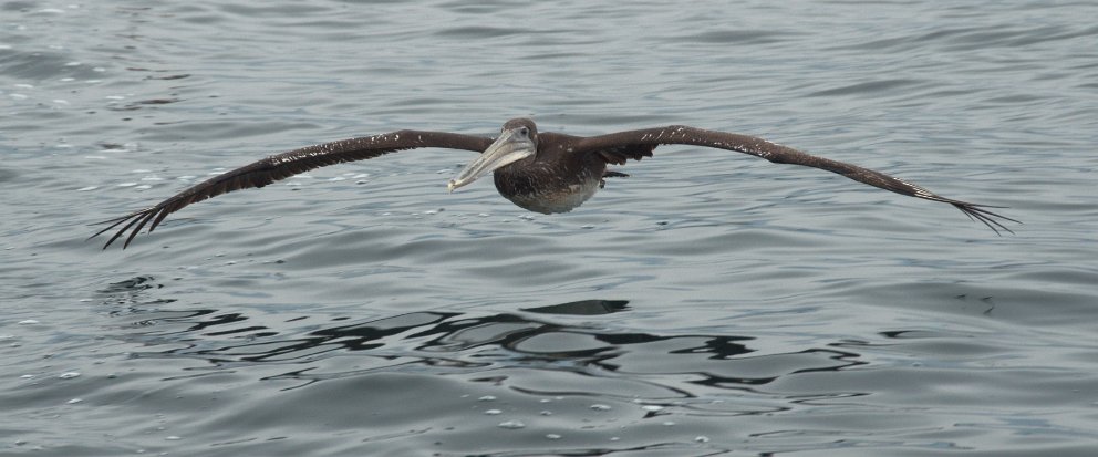 Pelican