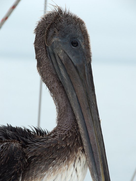 Stowaway pelican