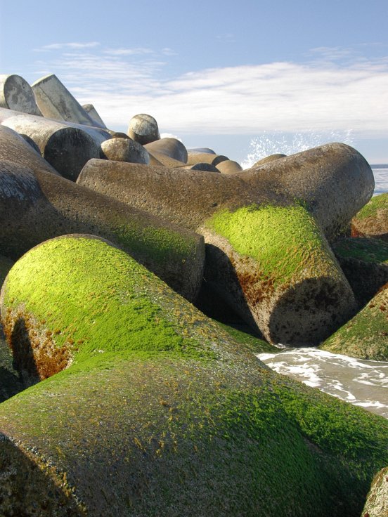 Tetrapods