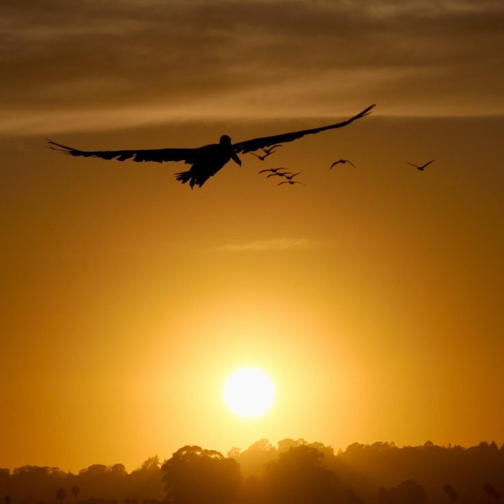 Pelicans at sunset