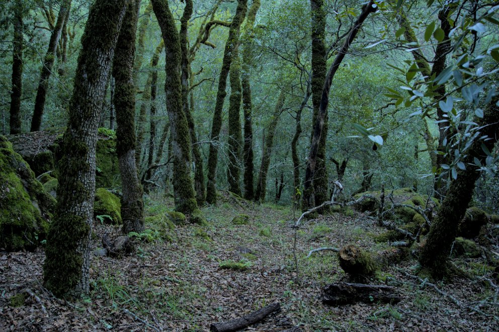 Sugarloaf Ridge