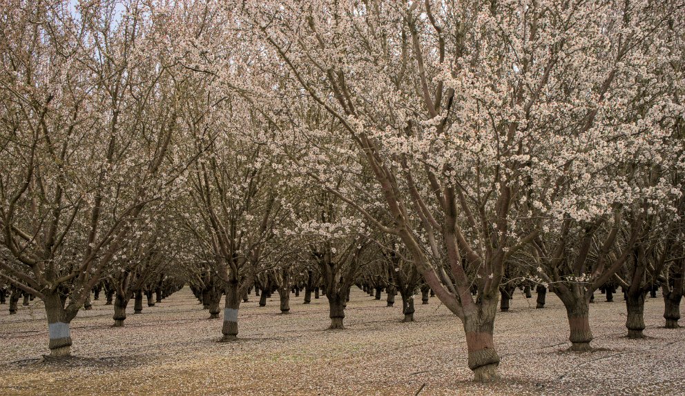 Almonds