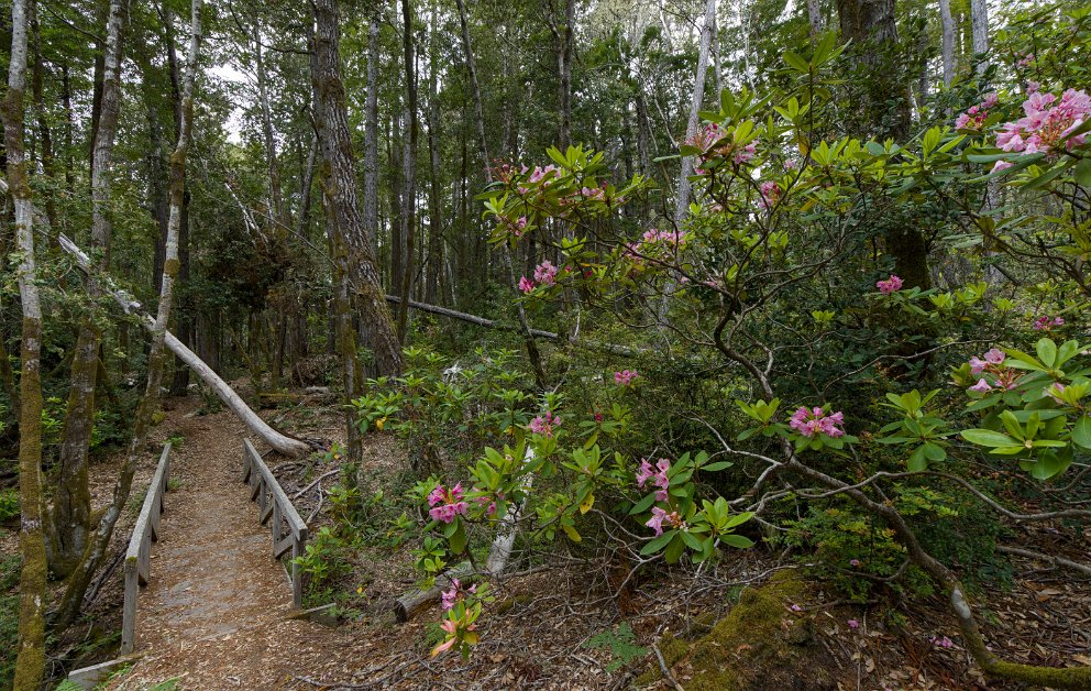 Rhododendron Trail